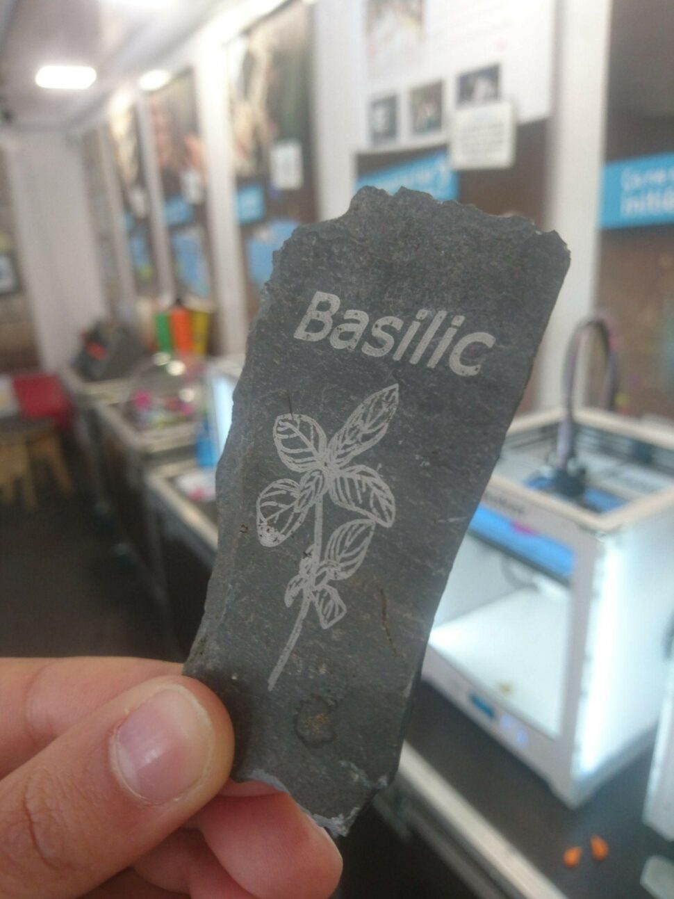 Basilic gravé sur une ardoise